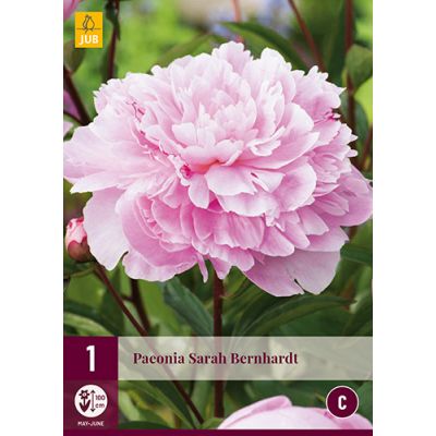 Paeonia sarah bernhardt 1st