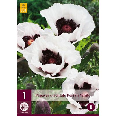 Papaver orientale perrys white 1st