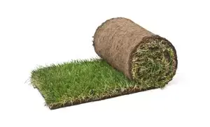 Schaduwgazon