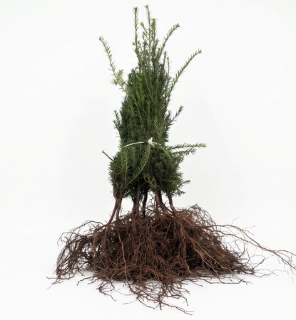 Taxus baccata  20/40 - afbeelding 2