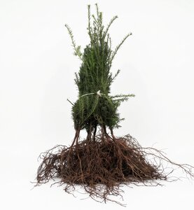 Taxus baccata  20/40 - afbeelding 2
