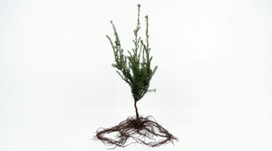 Taxus baccata  20/40 - afbeelding 1