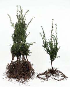 Taxus baccata  20/40