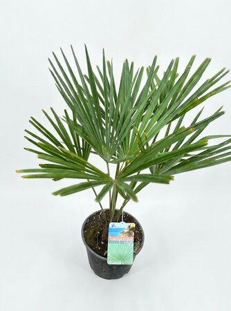 Trachycarpus