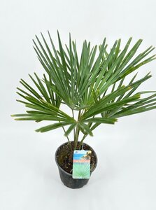 Trachycarpus