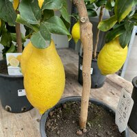Tuinplanten