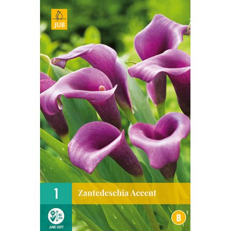 Zantedeschia accent 1st