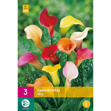 Zantedeschia mix 3st