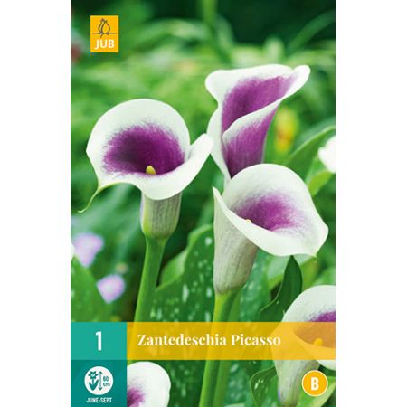 Zantedeschia picasso 1st