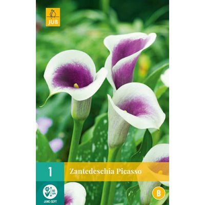 Zantedeschia picasso 1st