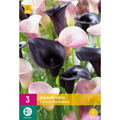 Zantedeschia urban romance 3st